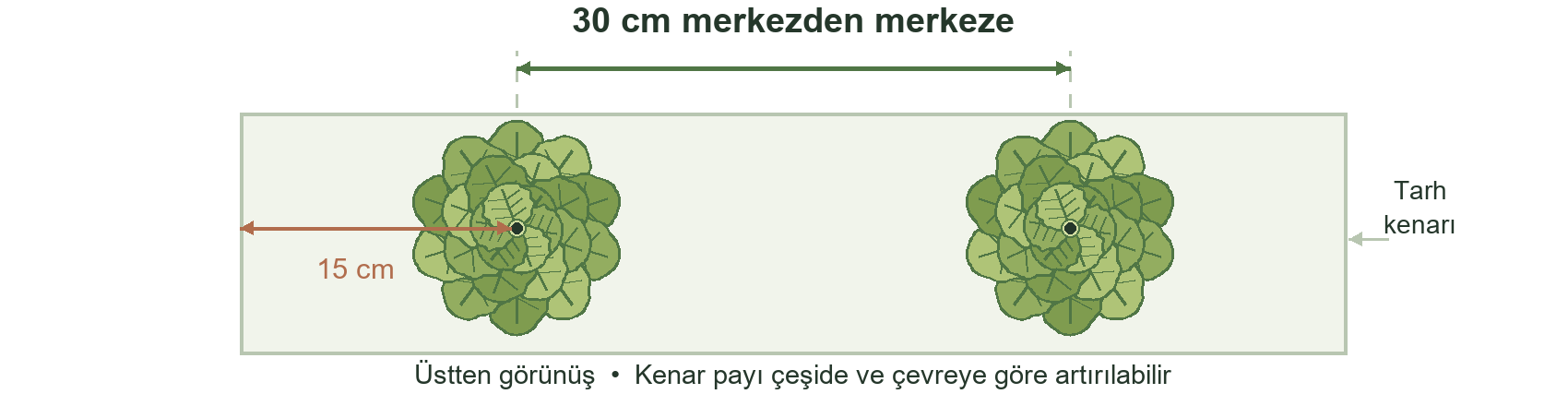 30 santimetrelik örnek düzende ölçü iki marulun gövde merkezi arasındadır. İlk merkez tarh kenarından 15 santimetre uzakta gösterilir.