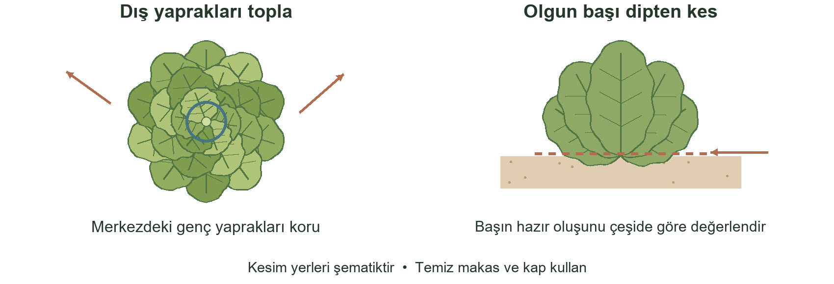 Yaprak hasadında dış yapraklar alınır ve ortadaki genç yapraklar korunur. Baş hasadında olgun baş toprak hizasına yakın kesilir; kesim yerleri şematiktir.