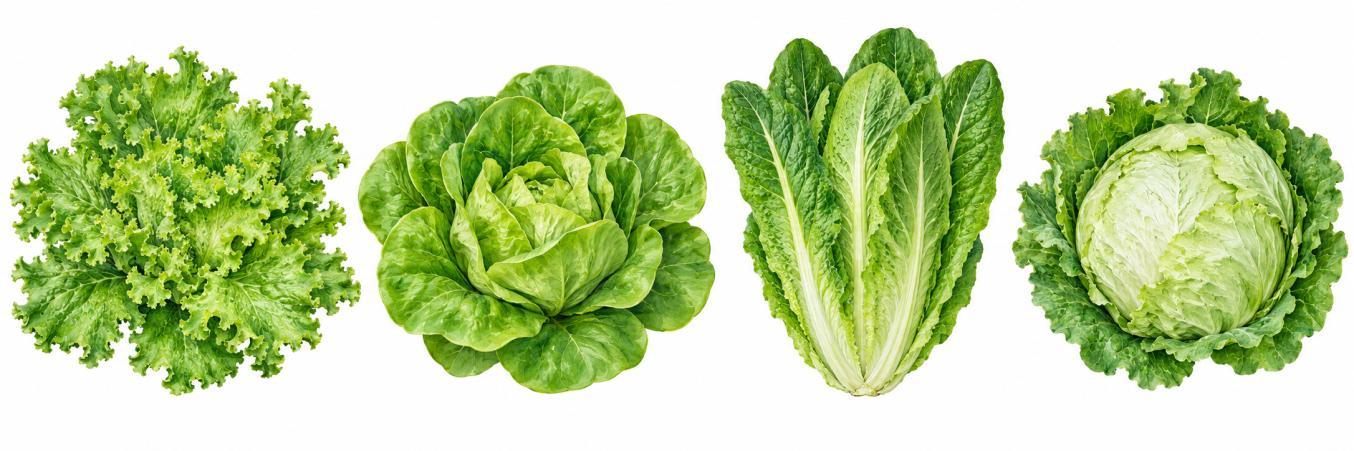 Soldan sağa yaprak marulu, gevşek başlı marul, romaine ve iceberg temsilî çizimleri.