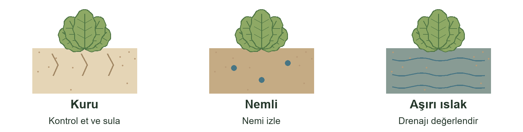 Üç şematik nem durumu: kuru toprakta kontrol edip sula, nemli toprakta nemi izle, aşırı ıslak toprakta drenajı değerlendir.